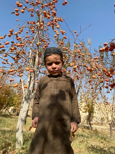 A child in a brown tunic and black cap stands next to a persimmon tree laden with ripe fruit under a blue sky. The tree's branches are bare except for the orange persimmons. The ground is covered with dry grass. The child is looking directly at the camera. The image appears to be taken in an orchard during autumn.