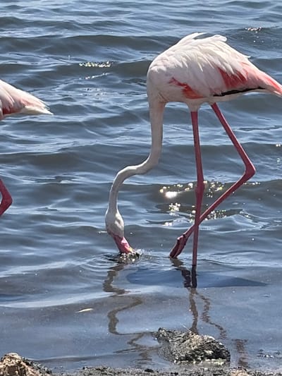 The image shows a flock of flamingos in the Salinas y Arenales de San Pedro del Pinatar Natural Park, San Pedro del Pinatar, Spain. The flamingos are standing in the water, some with their heads down feeding. The water is blue and wavy, with sunlight reflecting off the surface. The foreground shows a rocky shore with some vegetation.