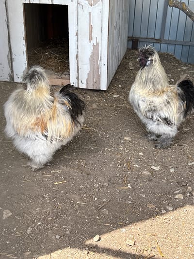 An outdoor, high-angle shot captures two fluffy chickens on a dirt ground in Gay-Kodzor, Russia, under bright daylight. The chickens, possibly Silkie or Bantam breeds, feature distinctive light-colored plumage with shades of cream, grey, and black, along with some reddish-brown patches. Their dense, soft feathers give them a characteristic rounded appearance.
One chicken is positioned closer to a weathered white wooden structure, which appears to be a small chicken coop or nesting box with a dark, rectangular opening filled with straw. The chicken is oriented towards this structure, possibly contemplating entering it. The second chicken is further away, higher in the frame, also standing on the dirt.
The ground is composed of dry, light brown soil mixed with small stones and scattered pieces of straw or dry grass. Strong sunlight casts distinct shadows, indicating a clear, sunny day, likely mid-morning or afternoon. In the background, a corrugated metal fence or wall is visible, suggesting an enclosed pen or a side of a building. The overall scene depicts a typical rural or backyard setting for poultry. There is no visible text in the image.