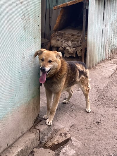 A medium-sized brown and black dog stands on a concrete surface next to a green corrugated wall. The dog's tongue is extended. Above the dog is a flight of corrugated steps and some miscellaneous debris. The location is the city of Oblivskaya, Russia.