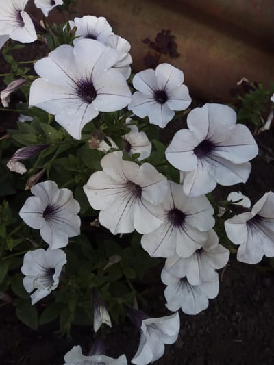 The image displays a close-up view of several white petunias with deep purple throats and delicate purple veins running through their petals. The flowers are in various stages of bloom, with some fully open and others still budding. They are clustered together, interspersed with dark green foliage. The background is a mix of dark soil and a reddish-brown, textured surface that could be a pot or wall. The lighting suggests it is daytime, possibly overcast, as there are no strong shadows. The overall impression is one of natural beauty and tranquility. There is no visible text in the image.