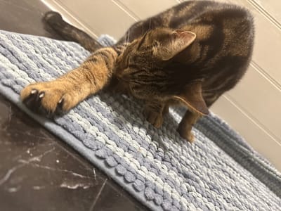 A brown tabby cat is on a blue and grey patterned bath mat. The cat is grooming itself, with one foreleg extended and claws visible. The mat is on a dark-colored surface that appears to be part of a bathroom. The background includes a section of wall. There is no evidence suggesting this image was taken in Desborough, United Kingdom.
