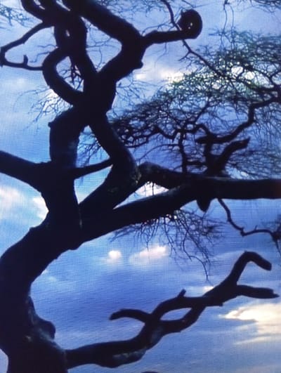 This media file is a close-up, low-angle shot of silhouetted tree branches against a bright, cloudy sky. The branches are dark and gnarled, creating a complex, almost skeletal pattern against the blue and white background. Some branches are thick and twisted, while others are thin and delicate. The sky appears to be illuminated by a strong light source, possibly the sun, which is mostly obscured by clouds. The light creates a hazy, ethereal effect. There are no people or distinct objects visible, only the natural elements of the tree and sky. The time of day is difficult to determine precisely, but the bright sky suggests daylight, possibly midday or late afternoon. The weather appears to be cloudy but bright. No text is visible in the image. The scene evokes a sense of natural beauty, perhaps with a touch of mystery or melancholy due to the stark silhouettes and the tangled branches. Given the location context of Chachersk, Belarus, this is likely a temperate forest or park setting.