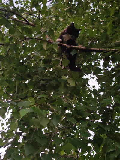 A black and white cat is perched on a tree branch, surrounded by lush green leaves. The cat is facing to the left, with its body partially obscured by the foliage. The scene appears to be outdoors, possibly in a park or a residential area. The image is a photograph taken from below, looking up at the cat in the tree. There is no information available about the specific location in Titovo, Russia.