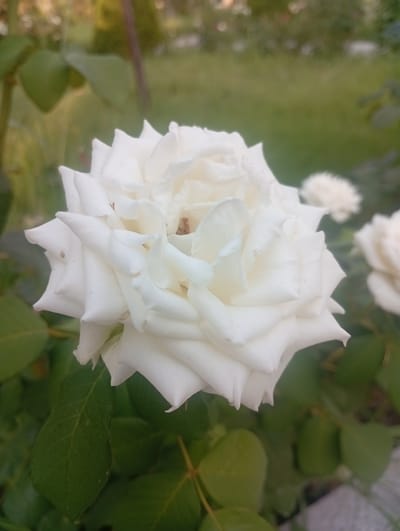 This media file is a close-up, medium-angle shot of a white rose bloom in full or near-full bloom. The rose is the primary subject, dominating the foreground with its layered petals, which are a soft, creamy white. Some of the petals show subtle hints of yellowing or light browning near their edges. The texture of the petals appears delicate and slightly ruffled.
The rose is surrounded by green foliage, with leaves visible in the foreground and background. The background is softly blurred, suggesting a garden setting. In the mid-ground, to the right of the main rose, other white flowers, also out of focus, are present, hinting at a collection of roses or similar white blooms.
The lighting suggests it might be daytime, possibly late afternoon or early morning, given the soft light and slight warmth in the distant background. The overall mood conveyed is one of natural beauty and tranquility. There are no people or text visible in the image. The location context provided, Guliston, Tajikistan, suggests this is likely an outdoor scene in a garden or park in that region. The blurred background includes hints of what could be garden structures or pathways.