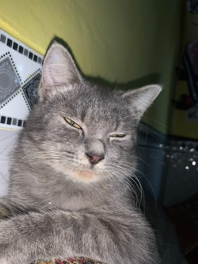 A close-up, eye-level shot captures a gray cat resting against a yellow wall. The cat's eyes are partially closed, with a slight squint. Its fur is short and appears soft. The background shows a tiled surface and a wall painted a bright yellow. The cat is the central focus of the image. There are no people or other animals present. The scene appears to be indoors, in a domestic setting. The location of Jajag, Indonesia is not visually ascertainable from the image content.