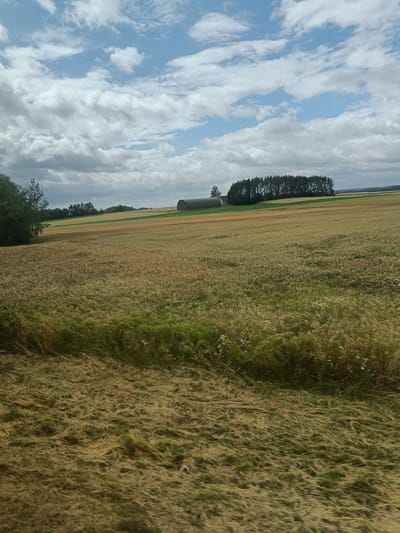 The image shows a rural landscape with a field of golden wheat in the foreground. In the middle ground, there are more fields of varying colors, suggesting different crops or stages of growth. A line of dark green pine trees stands on a slight incline in the distance, with a curved, dark green structure, possibly a barn or silo, partially visible to the left of the trees. The sky is partly cloudy with patches of blue. The overall scene depicts an agricultural area. This scene is located in Korycin, Poland.
