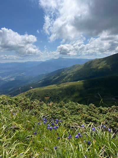 The image captures a wide mountain landscape on a partly cloudy day. In the foreground, tall green grass and small purple flowers bloom among low-lying green bushes. The middle ground reveals rolling green hills and mountainside, with some areas cast in shadow by the clouds. Further in the distance, multiple layers of misty blue mountains recede into the horizon. The sky above is a vibrant blue, dotted with large, fluffy white and gray clouds. The scene appears to be located in a natural, mountainous area, likely within the region of Chorna Tysa, Ukraine, given its characteristic Carpathian mountain terrain. There are no visible people, animals, or man-made structures in the frame.