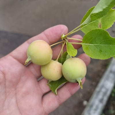 The image shows a person's hand holding a small branch with three unripe, pale green fruits and a few green leaves. The fruits are round and smooth, with a slight blush of yellow or pink on some. The leaves are ovate with serrated edges and appear slightly wet, suggesting recent rain or dew. The hand is open, with fingers supporting the branch from underneath. The background is blurred, showing a greyish-brown, possibly paved surface with some greenery in the distance. The lighting suggests it is daytime, with diffused light, possibly overcast conditions. The overall scene is natural and serene. The context of Aktobe, Kazakhstan, suggests this is likely a temperate climate where such fruits might grow. There is no visible text in the image.