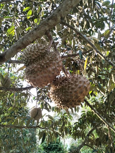 A low-angle outdoor shot captures a cluster of ripe durians hanging from the branches of a tree, located in Kilometer Delapan, Indonesia. The durians, with their characteristic thorny rinds, are predominantly in the center and left portions of the frame. Sunlight filters through the dense green foliage, creating a dappled lighting effect on the scene. The branches of the tree are rough and textured, supporting the weight of the fruits. The background reveals more of the tree's leaves and branches, with glimpses of the sky and other vegetation in the distance. No people are visible in the image.