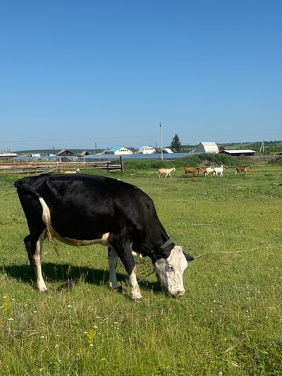 A black and white cow grazes in a lush green field under a clear blue sky. In the background, several goats are scattered across the same field, and a small village with various buildings, including houses, greenhouses, and solar panels, is visible. A wooden fence runs horizontally across the middle ground. The image appears to be taken in Maksimovshchina, Russia.