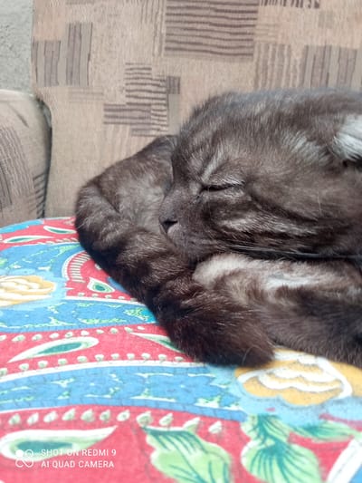 A black cat sleeps curled up on a colorful, patterned cushion in the city of Alamüdün, Kyrgyzstan. The cat's fur is dark and sleek, with hints of gray tabby markings visible on its face and body. Its eyes are closed, and its head is tucked into its paws, suggesting a deep slumber. The cushion it rests on features a vibrant design with red, blue, and yellow floral and paisley motifs. In the background, a textured sofa or chair is visible, providing a soft backdrop to the sleeping feline. The image captures a peaceful domestic scene.