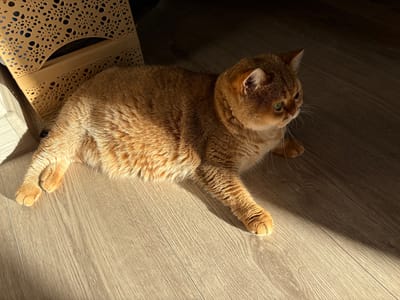 The image shows a golden-brown cat lying on a light-colored wooden floor. The cat is facing to the right, with its head slightly turned, and its green eyes are looking into the distance. Sunlight streams in from the left, casting a diagonal shadow across the floor and illuminating the cat's fur, highlighting its fluffy texture. To the left of the cat is a light-colored, perforated basket, partially in shadow. The overall lighting suggests it is daytime, likely morning or afternoon, with bright sunlight. The setting appears to be indoors, possibly a home in Засечное, Russia. The cat seems relaxed and comfortable, enjoying the warmth of the sun. There is no visible text in the image.