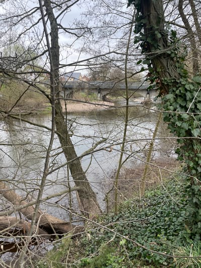 The image displays a riparian scene in Holtzheim, France, under an overcast sky. The immediate foreground is characterized by a dense network of bare deciduous tree branches and trunks. A prominent tree trunk on the right is heavily adorned with green ivy (Hedera helix). In the lower left, multiple fallen tree trunks or large branches are partially submerged in the calm river water. Across the river, a visible light-colored sand or gravel bank lines the opposite shore. In the mid-ground, a multi-span concrete or stone bridge with dark railings crosses the waterway. Beyond the bridge, residential buildings featuring reddish-brown roofs and light-colored facades are discernible, partially obscured by bare trees. No human subjects or active interactions are present in the scene.