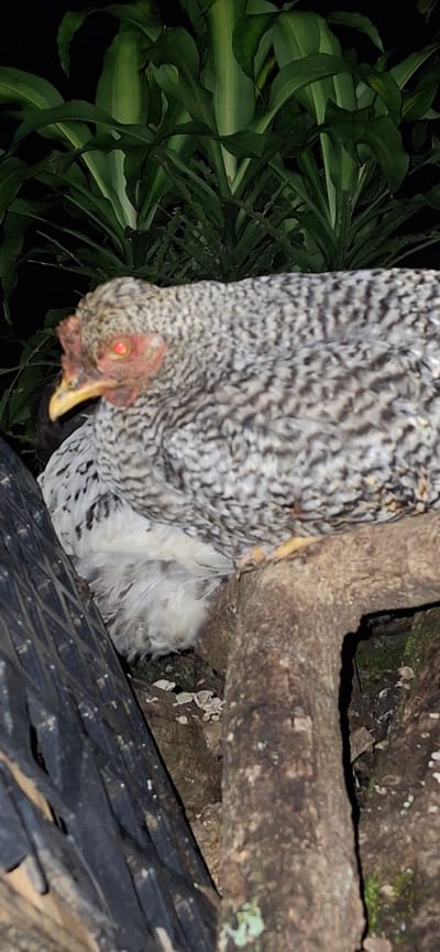 A barred rock hen with mottled black and white feathers is perched on a thick tree branch at night in a garden in Vallecito, Venezuela. The hen's eyes are reflecting red light. To its left, a large black plastic object is visible, and behind it, large green leaves are present. The ground beneath the branch is covered with small white mushrooms and dirt.