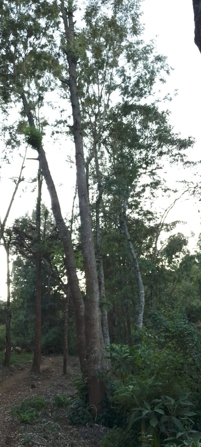 A forest landscape under a pale sky. Tall, slender trees dominate the scene, their trunks gray and branches reaching upwards with sparse green foliage. A variety of smaller trees and dense bushes occupy the lower portion of the image. The ground is covered in dry leaves and scattered patches of green vegetation. The overall tone is muted, with a focus on the natural textures of the woods.