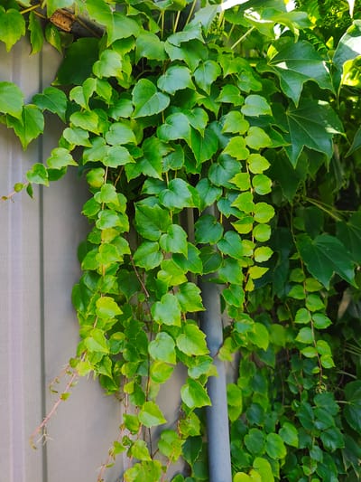 The image shows a close-up view of a fence covered in lush green ivy. The ivy has heart-shaped leaves and is cascading down, with some tendrils reaching towards the left side of the frame. The fence appears to be made of a light gray material with vertical panels. A gray pipe is visible running vertically alongside the ivy in the right portion of the image. The lighting suggests it is daytime, with sunlight filtering through the leaves, creating some bright highlights and shadows. The overall impression is one of abundant plant growth against a man-made structure. No people, text, or specific events are depicted. The location context is Durlești, Moldova.