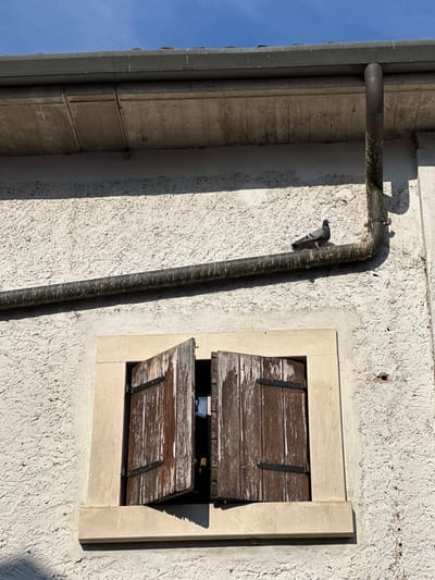 The image captures a detail of a building in Villafranca di Verona, Italy. The exterior wall is textured and painted white, showing signs of wear. A weathered wooden window shutter, partially open, is set into the wall with a light stone frame. A metal drainpipe runs vertically along the wall. A pigeon is perched on the drainpipe, partially obscuring the architectural details. The sky is visible in the background.