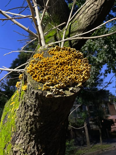An image captured during the evening or night showcases a tree trunk with a large cluster of vibrant yellow fungi, illuminated against a deep blue sky. The tree trunk, appearing diagonally across the frame, features rough, dark gray-brown bark partially covered by patches of bright green moss.
The prominent subject is a dense aggregation of numerous small, bright yellow-orange fungi, covering a significant area of the tree's surface. These fungi exhibit a distinct wavy, ruffled, or ear-like morphology, forming a textured, somewhat convoluted pattern. Smaller groupings of similar fungi are also visible elsewhere on the trunk.
Sparse, bare branches extend from the main trunk and into the sky, creating foreground elements. The background consists of out-of-focus dark green foliage from other trees and a dimly lit, multi-story building, suggesting an urban or suburban setting. The scene is brightly lit, likely by an artificial light source, which dramatically highlights the fungi and tree against the darker sky and background elements. There are no people or discernible text in the photograph. The image captures a detailed natural phenomenon within an urban environment, consistent with the location context of Vicente López, Argentina.