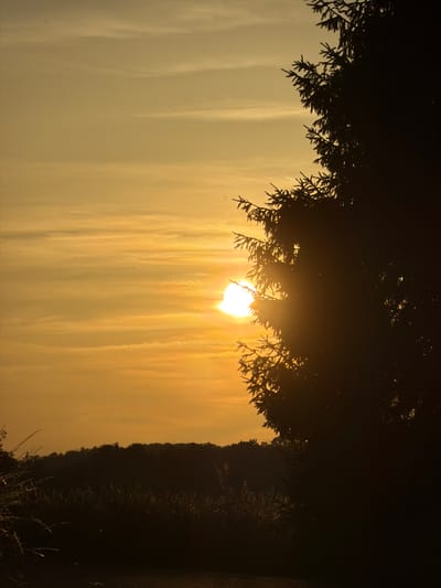 The image captures a sunset scene in Olingen, Luxembourg. The sky is a warm, hazy orange, with thin clouds streaking across it. The sun, a bright white orb, is partially obscured by the dark silhouette of a large coniferous tree that dominates the right side of the frame. The tree's branches are sharply defined against the bright sky. In the background, a dark, hilly landscape is visible, likely covered in trees, with a field of tall, dry grass in the foreground. The overall impression is one of natural beauty and tranquility as day transitions into night.