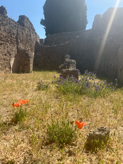 This image depicts a sun-drenched scene within the ruins of Pompeii, Italy. The foreground is characterized by dry, yellowing grass and scattered wildflowers, including several bright orange poppies and a patch of delicate purple flowers. In the mid-ground, crumbling stone walls, characteristic of ancient Roman architecture, rise to frame the view. These walls show signs of age and decay, with rough-hewn stones and mossy textures. A tall, dark green cypress tree stands prominently in the background, its dense foliage silhouetted against a clear blue sky. Sunlight streams in from the right, casting lens flares and highlighting the textures of the ancient stones and the vibrant colors of the flowers. The overall impression is one of a serene, natural landscape reclaiming the remnants of a historical site.