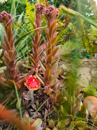 In a garden setting in Choceň, Czechia, several succulent plants with reddish-brown, pointed leaves are the primary subjects. The plants are tightly packed together, forming a dense cluster. In the foreground, nestled among the succulents, is a small, decorative mushroom figurine. The mushroom has a bright red cap with white spots and a white stem. The background of the garden is lush with green foliage, including ferns and other plants, suggesting a natural or cultivated outdoor environment. The lighting indicates it is daytime, possibly with some overcast conditions or diffused sunlight. There are no people visible in the image.