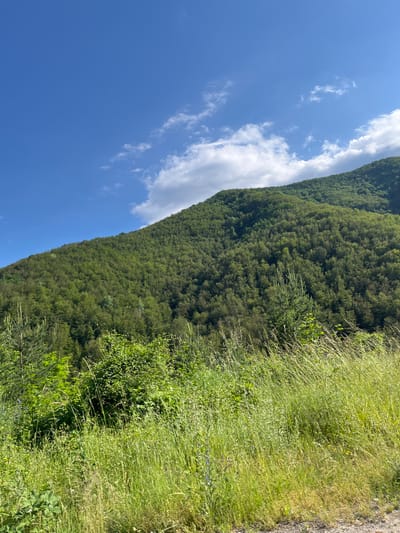 This is a vertical, full-color, outdoor photograph taken on a bright, sunny day, likely in the vicinity of the city of Taran, Bulgaria. The scene depicts a lush green mountainside covered in dense forestation. The sky above is a vibrant blue, sparsely populated with scattered white clouds. In the foreground, tall, wild grasses and various green foliage dominate the lower third of the image, creating a natural, uncultivated foreground. A dirt or gravel road is visible at the very bottom edge of the frame, suggesting the viewpoint is from a roadside. The image lacks any human presence, animals, or structures, focusing entirely on the natural landscape.