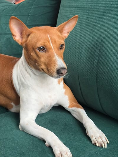 A medium shot photograph shows a Basenji dog lying on a dark green sofa. The dog is predominantly tan with white markings on its chest, neck, and legs. Its ears are large and erect, and its eyes are brown. The dog's front paws are extended forward. The sofa has a textured fabric surface. The background is out of focus, but appears to be a continuation of the sofa. There is no indication of the location being in Salford, United Kingdom.