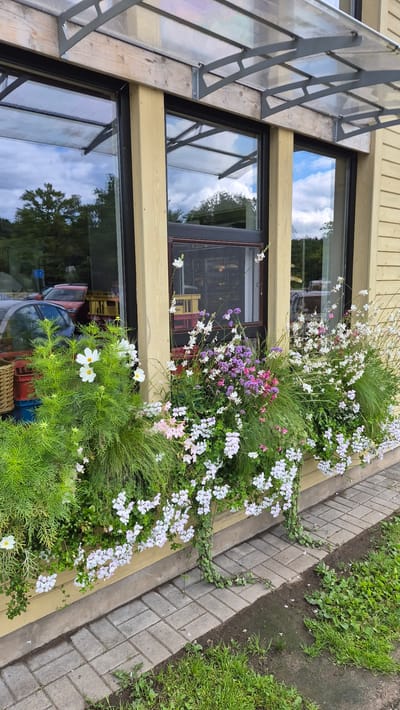 The image shows a storefront with a large window and a planter box filled with flowers. The storefront is painted yellow and has a light-colored awning overhead. The window reflects trees and the sky. The planter box contains a variety of flowers, including white cosmos, pink and purple verbena, and white geraniums, along with tall, feathery green foliage. A brick pathway runs along the front of the storefront, and grass grows to the right of the path. Inside the window, yellow crates are visible. The location is identified as Stukmaņi, Latvia.