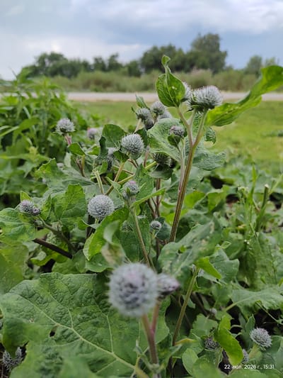 This is a close-up, eye-level, outdoor shot of burdock plants in a natural setting. The focus is on the spiky, grey-purple flower heads of the burdock, with their large green leaves prominent in the foreground. The background is blurred, showing green foliage, a dirt road or path, and a cloudy sky. A timestamp in the bottom right corner reads "22 июля. 2026 г., 15:31", which translates to "July 22, 2026, 3:31 PM". The image was taken in the village of Viktorovka, Kazakhstan. There are no people or animals visible in the image. The scene is peaceful and appears to be in a rural or semi-rural environment.