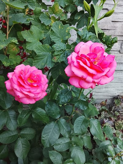 The image depicts two vibrant pink roses in full bloom, set against a backdrop of lush green foliage and a textured stone wall. The roses are the primary subjects, with their delicate petals and prominent stamens clearly visible. Surrounding them are the deep green leaves of the rose bushes, some of which show signs of being in a garden setting. In the upper left corner, small red berries, likely currants, are interspersed among the leaves, adding a pop of contrasting color. The stone wall, constructed of light gray, rectangular blocks, provides a neutral, architectural element to the scene. The overall impression is one of natural beauty and organic growth within a structured environment. There is no indication of the specific location in Baranavichy, Belarus, as the image focuses solely on the flora and background elements. There are no people or animals present in the image.