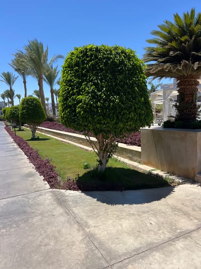 This is a full-shot, eye-level, outdoor photograph taken on a sunny day in Unknown, Egypt. The foreground is dominated by a concrete pathway. To the left of the pathway, a neat strip of dark red foliage runs alongside the path, bordering a well-maintained lawn. Behind the lawn, several evenly shaped, manicured green trees stand in a row, with a larger, more prominent tree in the center foreground. Beyond the trees, palm trees are visible, with a large one on the right side of the frame. In the background, a white gazebo with white curtains can be seen, along with a building structure and more palm trees. The sky is clear and blue. There are no people visible in the image.