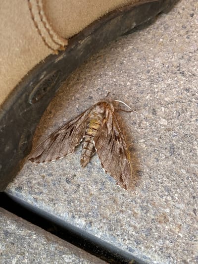 A close-up, overhead shot shows a medium-sized, brownish-grey moth resting on a textured, grey, stone-like surface. The moth is positioned slightly off-center to the right, with its wings spread. Its body is segmented, with visible darker bands on the abdomen. The forewings are patterned with intricate lines and darker markings, while the hindwings are partially visible and appear lighter. The moth has a delicate, curved antenna extending upwards and to the left. To the left of the moth, a portion of a tan-colored shoe or boot is visible, with visible stitching details. The stone surface appears to be made up of small, granular particles. The lighting suggests daylight, and the overall scene is still and quiet, with no apparent activity. The location context is Milvignes, Switzerland.