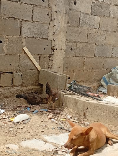 This image depicts an outdoor scene with a brick wall in the background. In the foreground, a brown dog is lying down. Two chickens are also present in the scene; one is lying down, and the other is standing. The ground is covered with dirt, debris, and some scattered objects, including a white stone, a yellow lid, and pieces of wood. A concrete structure runs horizontally across the middle of the image. The overall environment appears to be rustic and possibly a yard or an unpaved area. The specific location in La Guardia, Venezuela, is not discernible from the visual information provided in the image.