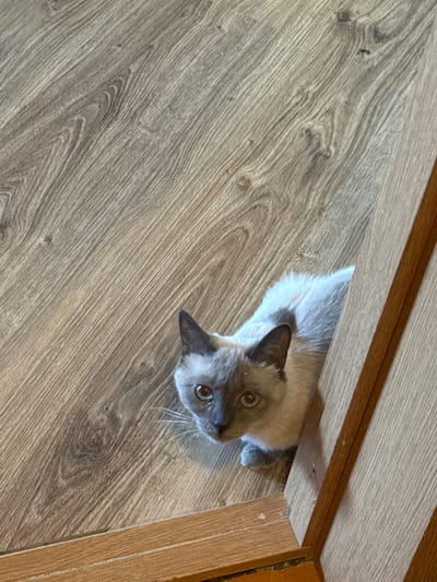 A Siamese cat is partially visible, peeking from behind a wooden door frame. The cat has light gray fur with darker points on its ears and face. Its eyes are a striking light blue and green. The cat is looking directly at the camera. The floor is made of light brown wood planks with a visible grain pattern. The scene appears to be indoors.