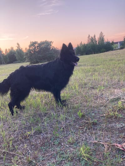 A medium-full shot captures a large, long-haired black dog standing in a grassy field during sunset. The dog is positioned in the left half of the frame, facing right with its mouth open and tongue slightly visible. Its fur appears slightly disheveled.
The environment consists of a gently sloping grassy field with sparse, dry vegetation in the foreground and taller, greener grass in the midground. In the background, a line of trees and shrubs forms a natural border. Beyond the trees, several houses and buildings are visible, suggesting a semi-rural or suburban setting.
The sky above is a soft gradient of pastel colors, transitioning from a pale pinkish-orange near the horizon to a lavender hue higher up, indicative of twilight. Several small, dark specks, likely birds, are scattered across the sky. The lighting suggests a warm, ambient glow from the setting sun.
The scene is located in the agricultural area of Міханавіцкі сельскі Савет, Belarus, a rural administrative division. The overall impression is one of tranquility and a natural setting at the end of the day.