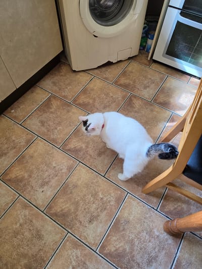 A white cat with black markings on its head and tail is standing on a tiled floor in a kitchen. The cat is wearing a red collar. To the left of the cat is a washing machine and to the right is a wooden chair with a black seat. The kitchen appears to be in a domestic setting. The location is identified as Dromore, United Kingdom.