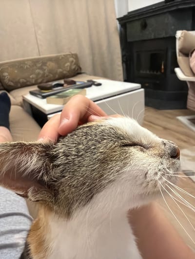 A close-up shot depicts a person holding a cat's head. The cat has a mix of grey, white, and brown fur. A hand is visible, holding the cat around the neck. The background includes a white box, a floral patterned cushion, a dark piece of furniture, and a glimpse of a person's clothing. The location is not discernible based on the image.