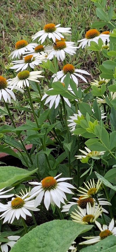The image displays a cluster of white coneflower plants, likely in a garden setting within Malda, Estonia. The coneflowers are characterized by their white petals and prominent orange-brown centers. Some of the flowers are in full bloom, while others appear to be in various stages of development, with some buds visible. The plants are surrounded by lush green foliage and a textured background that suggests soil and possibly grass. The lighting indicates it is daytime, and the overall scene is natural and serene. There are no people or animals clearly visible in the image.