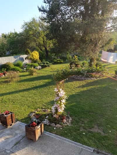 The image depicts a lush garden in Barvinok, Ukraine, bathed in the warm light of either early morning or late afternoon. The main subject is a well-manicured lawn, vibrant green and dotted with shadows from trees. At the forefront are two weathered wooden planter boxes containing flowering plants, situated on a concrete patio with a linear drainage system. The garden features a variety of plants, bushes, and trees, including a large, mature tree dominating the right side of the frame and a metal arch covered in climbing vegetation and light pink flowering clematis. In the background, a white picket fence borders the garden, separating it from a more wild, wooded area. Clothes hanging on a line are visible near the tree. The overall impression is one of a well-tended and peaceful outdoor space.