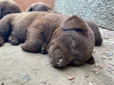 The image shows a close-up of a litter of brown puppies sleeping on a sandy surface near a rough-textured concrete wall. The puppies are clustered together, with one puppy prominently in the foreground, its face turned towards the viewer. The puppy in the foreground has its eyes closed, and its snout is slightly dusty. Another puppy is visible behind it, and parts of at least two more puppies are seen to the left and right. The environment appears to be outdoors, with small pebbles and sand on the ground. There are no people or any specific identifying landmarks visible that would indicate a location in Liuboml, Ukraine.