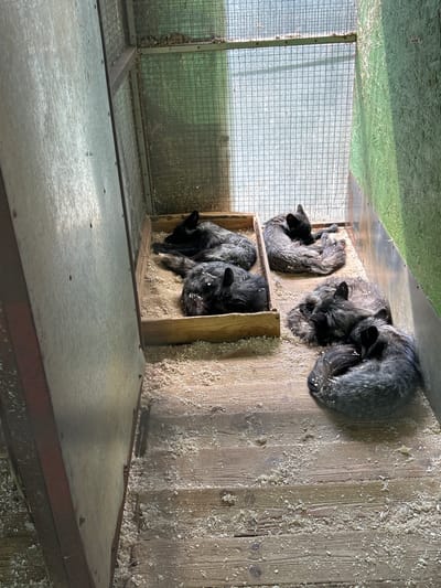 In Medvedevo, Russia, an enclosure contains five silver foxes sleeping curled up on a floor covered in wood shavings. The enclosure has wooden and metal walls and a wire mesh ceiling that allows sunlight to filter in. The foxes are a mix of dark grey and silver fur, with bushy tails wrapped around their bodies. They are resting in two groups: three foxes in the foreground, and two in a wooden bedding area in the background. The overall scene depicts a peaceful, natural environment for the animals.