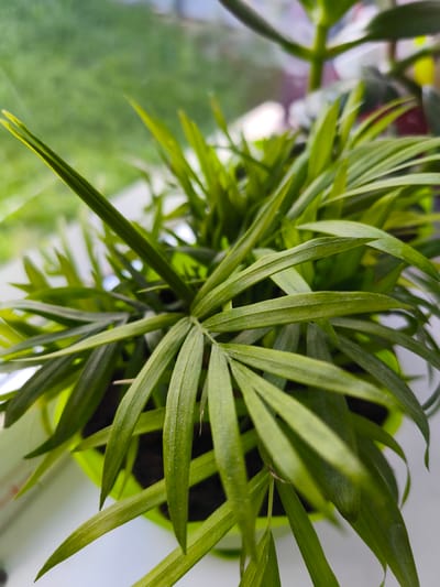 The image is a close-up, top-down view of a small green potted plant, likely a parlor palm, with long, slender leaves. The plant is in a bright green pot, partially visible. The background is blurred, showing a soft green area that could be foliage outdoors, and a light-colored surface, possibly a windowsill. The lighting suggests natural daylight. There are no people, actions, or interactions visible in the image. The location in the city of Речицы, Russia, is not discernible from the visual information provided.