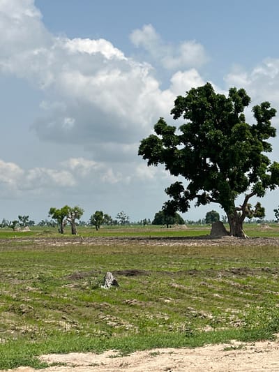 The image depicts a wide-angle view of a rural landscape in Garin Dogo, Nigeria. The scene is characterized by an open, flat expanse of agricultural land, with patches of green grass and tilled soil. Several trees are scattered throughout the field, ranging in size and density. The most prominent tree is a large, mature specimen with a thick trunk and a dense canopy of dark green leaves, positioned to the right of the frame. In the background, a line of smaller trees, some with distinctive gnarled trunks, stretches across the horizon. The sky above is a pale blue, partially obscured by scattered, fluffy white clouds. A dirt track or path is visible in the foreground, leading the viewer into the scene. The overall impression is one of a tranquil, sunlit day in a sparsely populated agricultural area.