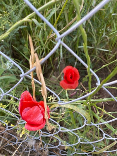 The scene is located in Balgarchevo, Bulgaria. The image depicts an outdoor area characterized by dense vegetation, viewed through a chain-link fence. The fence, constructed of metallic grey wire, occupies the foreground, presenting a blurred barrier across the frame.

Two red poppy flowers (Papaver rhoeas) are prominent subjects. One poppy is positioned in the lower-left quadrant, partially obscured by the fence wires and surrounding green foliage. Its petals are a vibrant red. A second red poppy is visible in the mid-ground, slightly to the right of the central axis, appearing somewhat less distinct due to depth of field and partial obstruction by the fence and background greenery.

The area behind the fence is overgrown with various plant species. Green grasses, some with developing seed heads, are abundant, interspersed with drier, light brown stalks. Small yellow wildflowers and clusters of tiny white flowers are visible among the green growth. Dark soil is discernible through gaps in the lower fence and vegetation. No human or animal subjects are present. The lighting suggests natural daylight conditions.