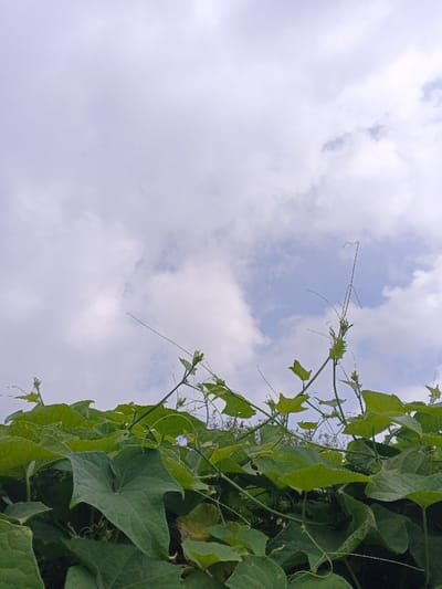 The image displays an upward-angled view of dense green foliage against a cloudy sky, located in Kutkai, Myanmar. The lower third of the frame is filled with interconnected green leaves and vine stems. The leaves are broad, with visible veins and varied shades of green, suggesting active growth. Numerous slender tendrils extend vertically and diagonally from the foliage into the upper frame. The upper two-thirds of the image feature a sky with dispersed white and grey cumulus clouds, with small areas of pale blue sky visible between cloud formations, particularly on the right side. No individuals, man-made structures, or actions are depicted.