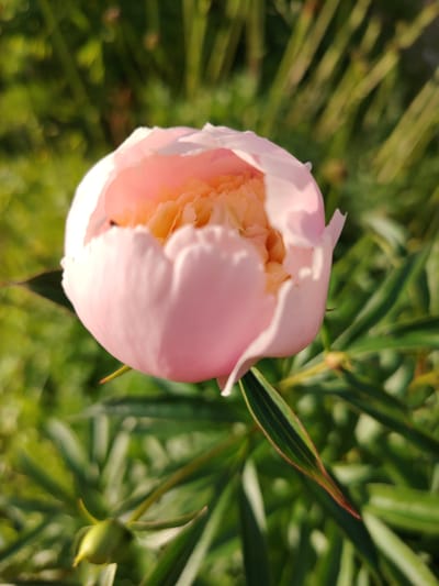 The image displays a close-up of a partially opened pink peony flower, with its delicate petals showing layers of lighter pink and peach hues. The flower is positioned in the center of the frame, with its stem and green leaves visible below. The background consists of a soft blur of green foliage and thin stalks, suggesting an outdoor garden setting. The lighting indicates it is daytime, possibly late afternoon due to the warm tones. There is no indication of a specific location in Vladimirovka, Russia, within the image itself.