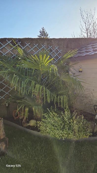 The image depicts a garden scene in Ottonville, France, captured during daylight under a clear blue sky. A prominent palm tree with green, fan-shaped fronds occupies the central mid-ground, rooted within a raised garden bed. To the right of the palm, a light-colored building wall with a dark tiled roof is visible, featuring a yellow and black insect trap suspended from it. The raised garden bed also contains variegated green and white foliage, two reddish-brown terracotta pots lying on their sides, and a pale, indistinct object near the base of the palm. A dark, weathered stump is positioned in the lower-left foreground. The background is defined by a rough concrete wall featuring a green diamond-patterned trellis. Above the wall, a coniferous tree and a leafless deciduous tree are silhouetted against the sky. The immediate foreground consists of green lawn, separated from the garden bed by a dark, curved edge. Sun glare is present in the lower right quadrant. The photographic identifier "Galaxy S25" is located in the bottom-left corner. No individuals or active interactions are visible.