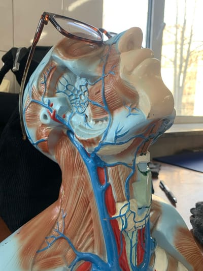 A medical model of the neck and head is viewed up close, showcasing anatomical structures. Red represents arteries, blue veins, and beige muscles. The model's left side displays a dissected area, while a pair of glasses rests on the face. The background includes a window, possibly within a medical or educational setting.