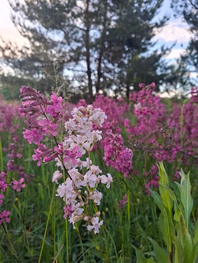The image depicts a field of pink and white wildflowers in Елец-Маланино, Russia. The flowers are densely packed and stretch into the background. Green grass and leaves are interspersed amongst the blooms. In the background, blurred trees are visible against a sky with clouds.
